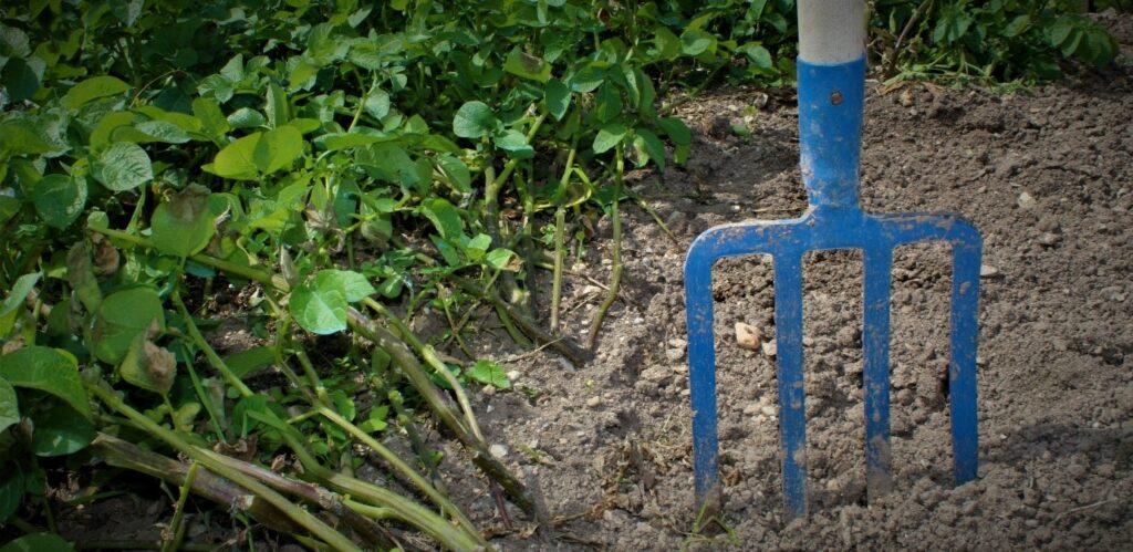 mise en situation d'une fourche Revex dans un jardin
