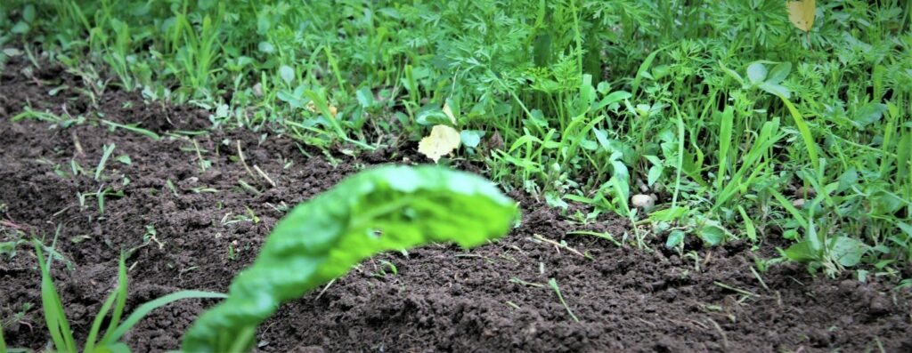 prise de vue d'un jardin pour le travail du sol avec une bêche